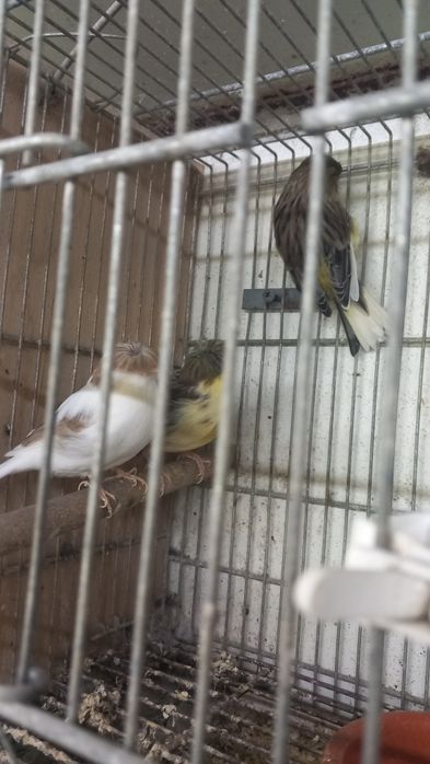 Vendo canários glostas e frisado