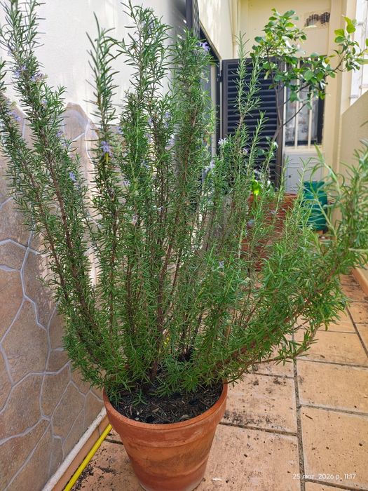 Rosmarinus , Alecrim