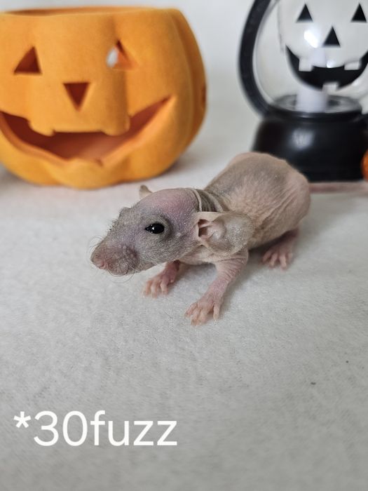 Szczur szczury szczurki RASOWE