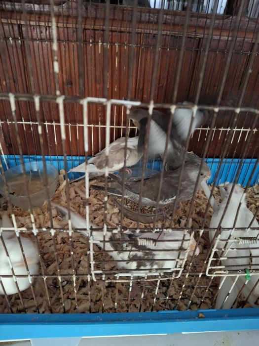 Caturras criadas a mão
