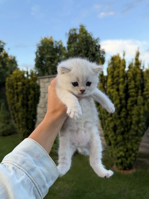 Шотландські котенята 3 шт.