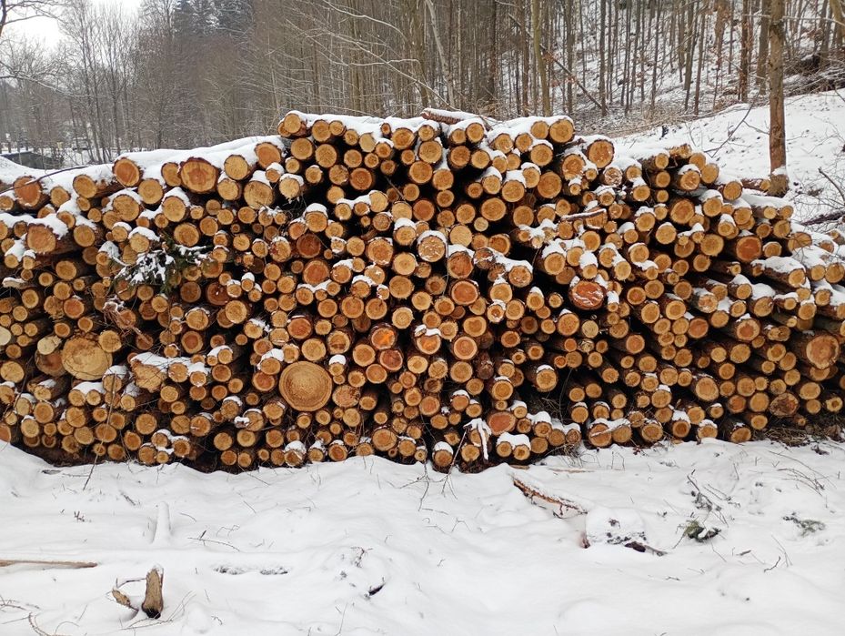 Drewno słupki stęple żerdzie modrzew lub świerk