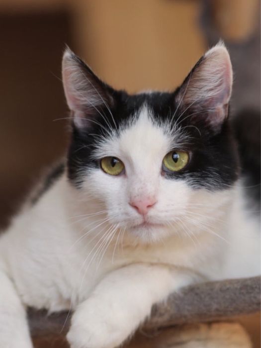 Дикси, 1 год, усатый чорно белый, котик