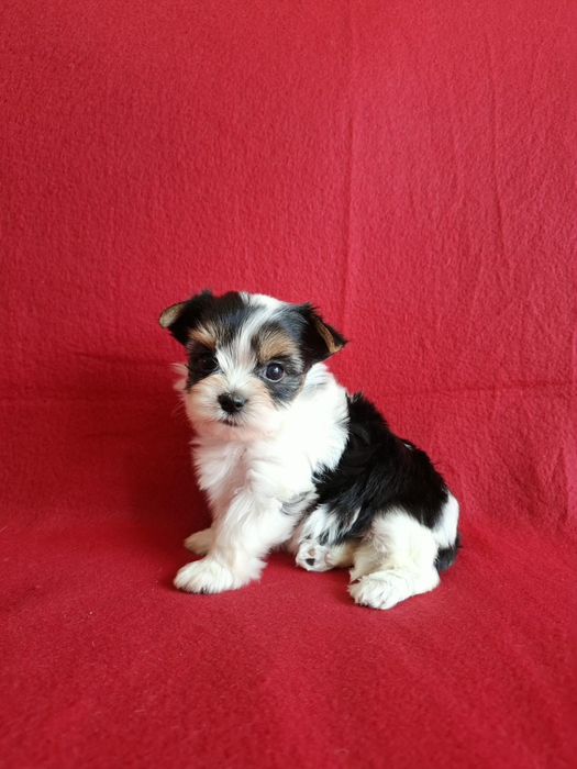 York biewer yorkshire terrier biewer piesek rodowód 4ro pokoleniowy