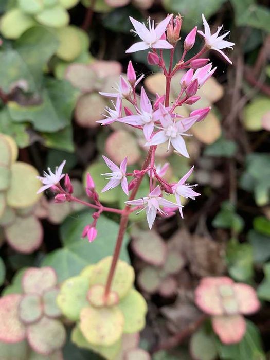Crassula multicava