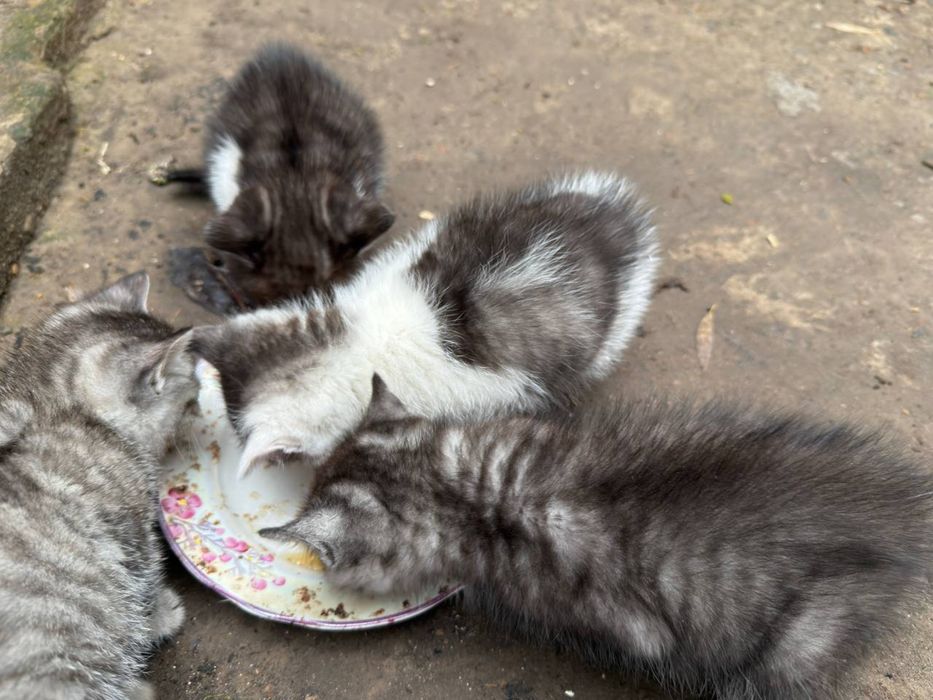 Котики безхатьки яких покинули