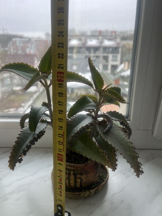 Продається вазонок каланхоє