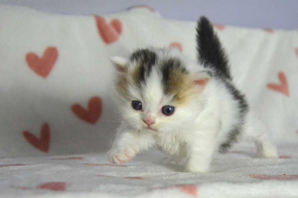 Kocurek szkocki prostouchy długowłosy scottish straight z rodowodem