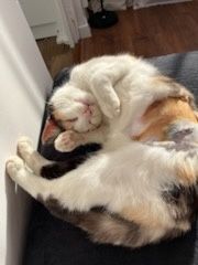 Kot kotek kotka do adopcji