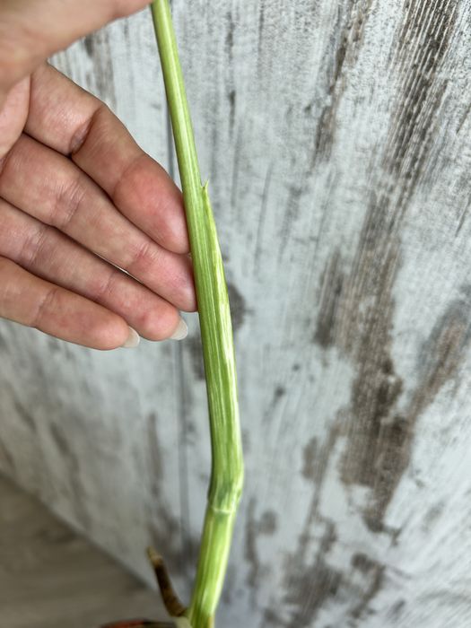Vendo Monstera Albo Variegata