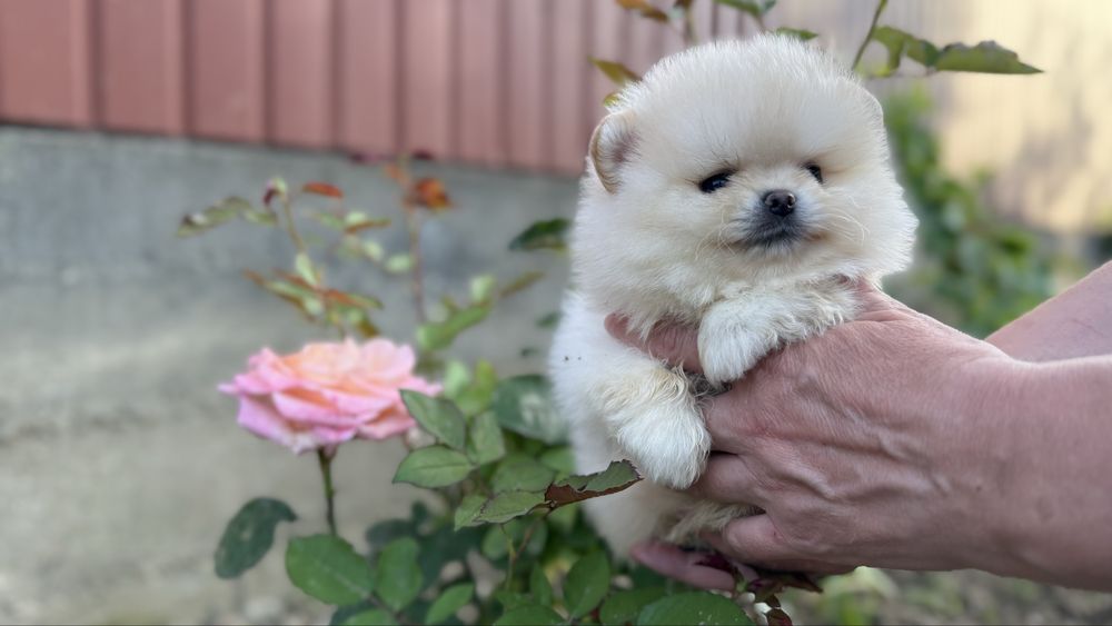 Квіточка шпицюля