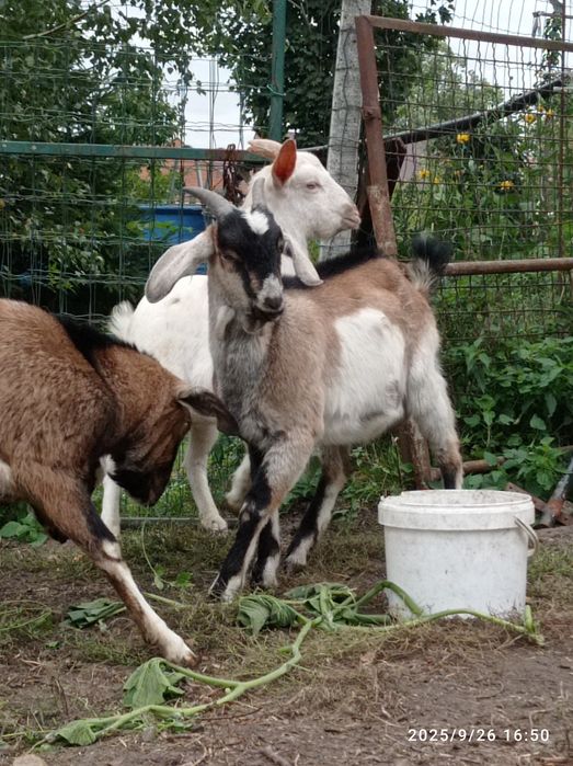 Kozioł koziołek capek anglonbijski AN  87%