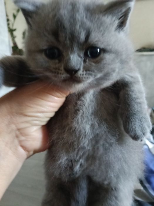 Неперевершене  кошеня для вашого комфортного життя.