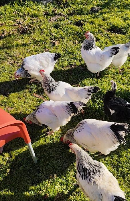 Ovos Fecundados - Sussex Light