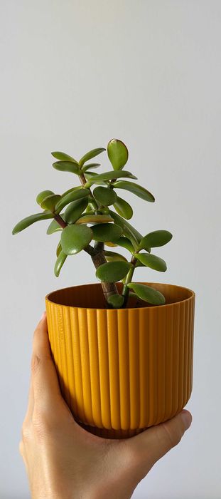 CRASSULA OVATA (Árvore do dinheiro / Jade) em vasos de 13cm