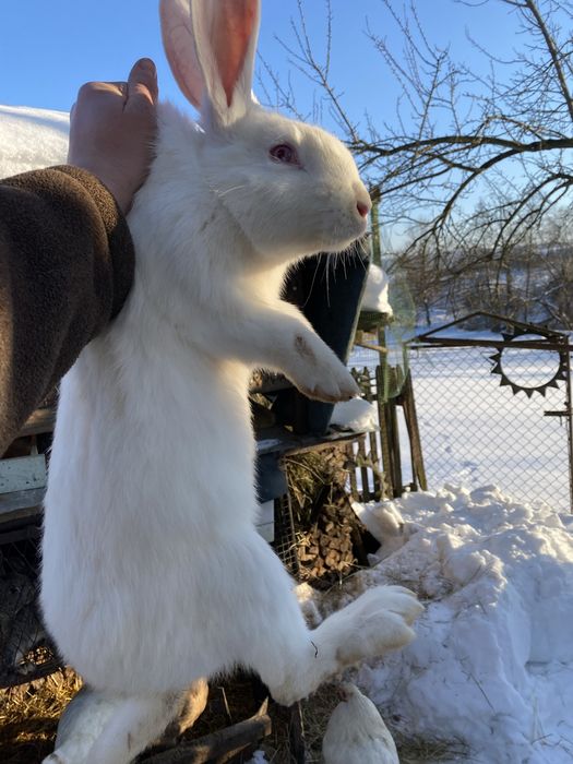 Продам кроля термонець