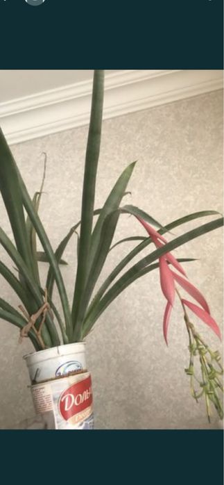 Більбергія кімнатна