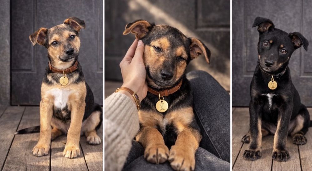 Щенки в добрі руки. Шукають дім.