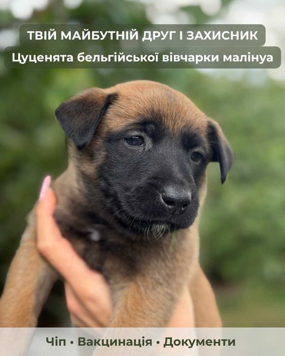 Продам Цуценята Малінуа, щенки малинуа, овчарка 600$. КСУ FCI Бельгійська вівчарка