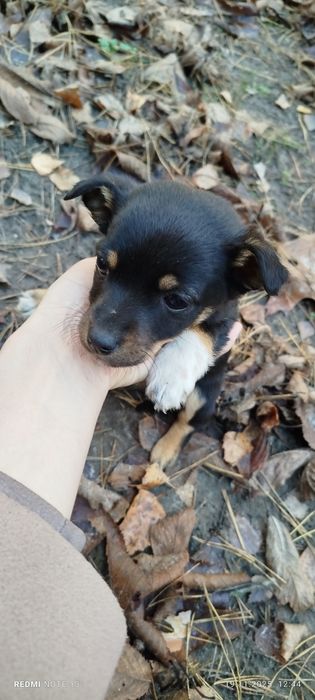 Цуценята шукають дім