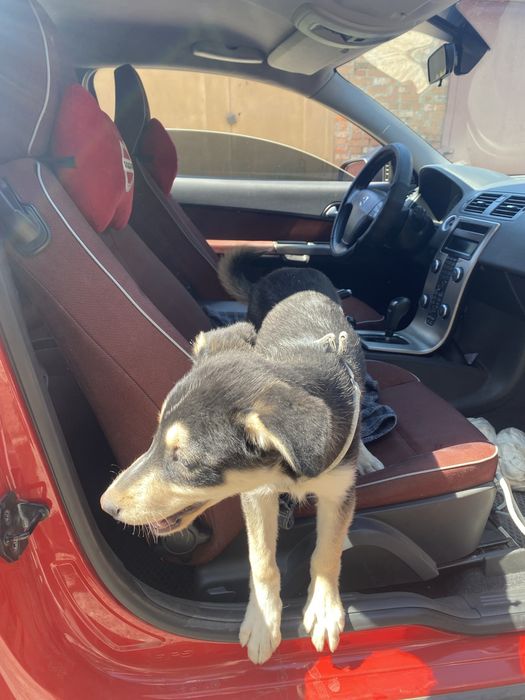 Цуцик шукае люблячу родину