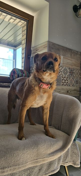 2 letni 10kg samiec do adopcji
