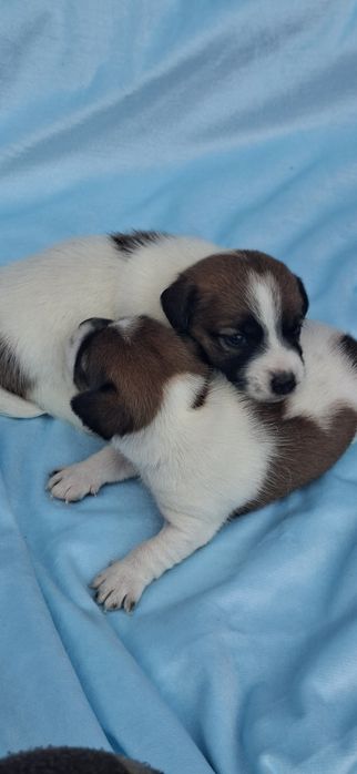 Jack Russell terrier z metryką