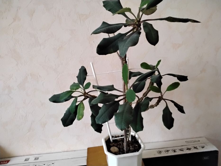 Молочай біложилковий.