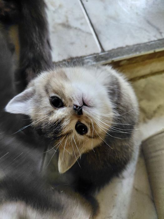 Британские котята