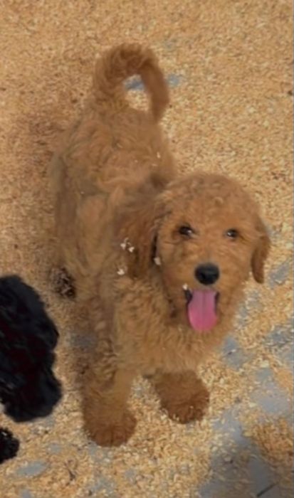 Caniche Standard /Gigante Macho Puro