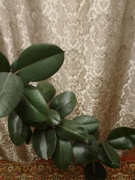 Фікус висота 150 см.