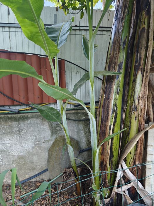 Bananeiras maçã e bananeiras figo