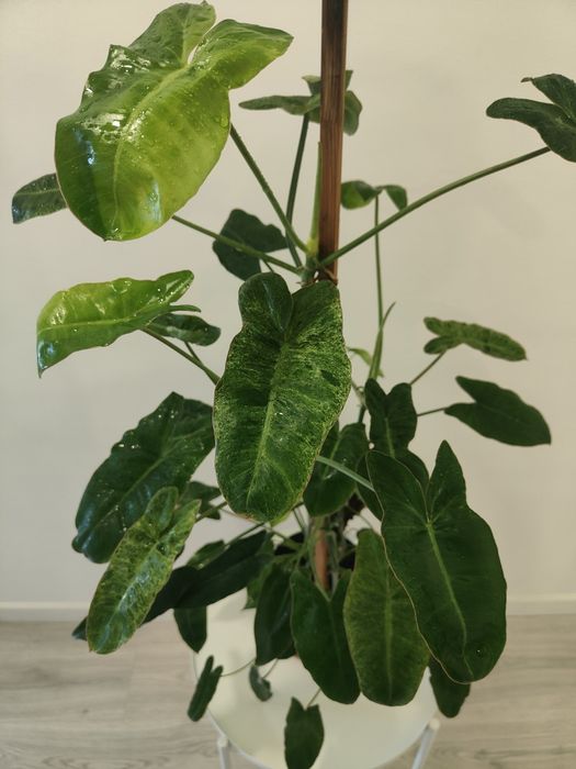 Philodendron paraíso verde // planta interior