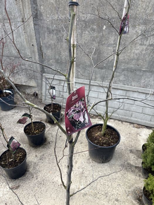 Judaszowiec (Cercis canadensis forest pansy)