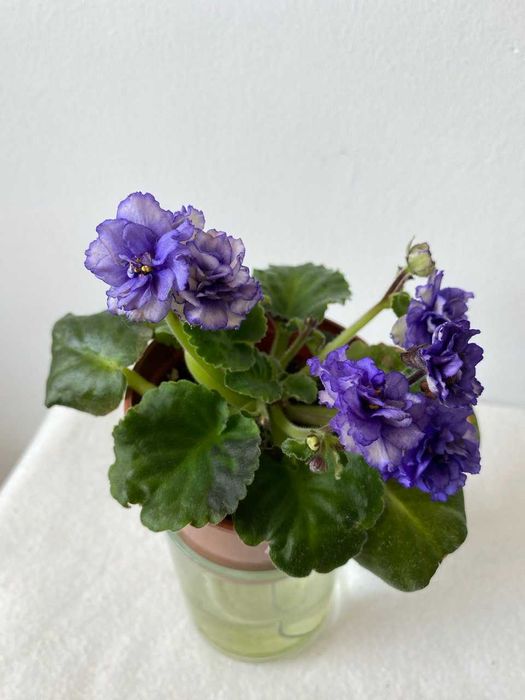 Fiołek afrykański „Optimara Yosemite” – listek, sadzonka