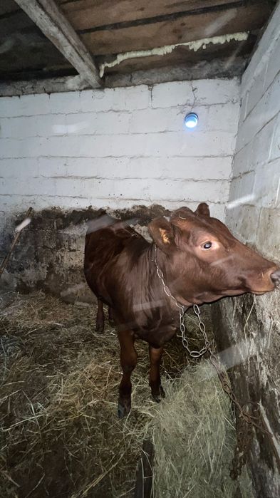 Продам Молоду телицю