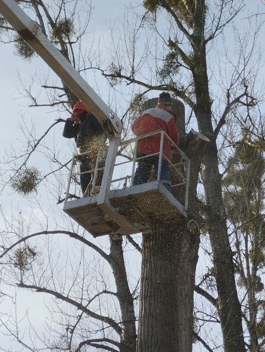 Чистка ділянок, дач, садів! Корчування!
