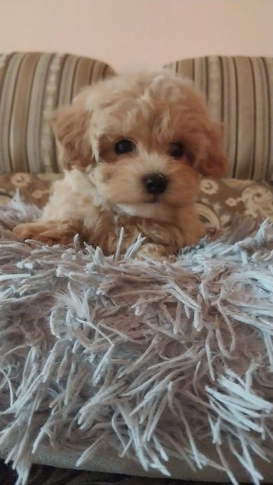 Хлопчики  та дівчата  мальтипу