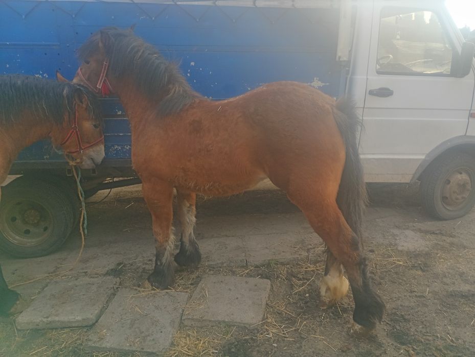 Źrebice zimnokrwiste