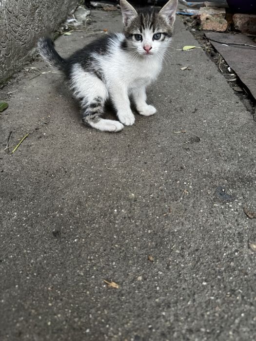 Кошеня. 1,5 місяці хлопчик