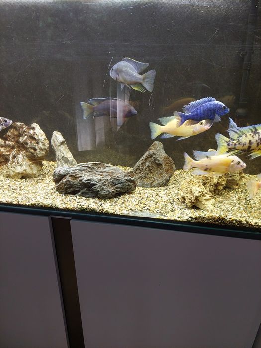 Aquário completo de ciclideos