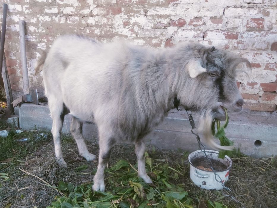Продам козла, 2 роки