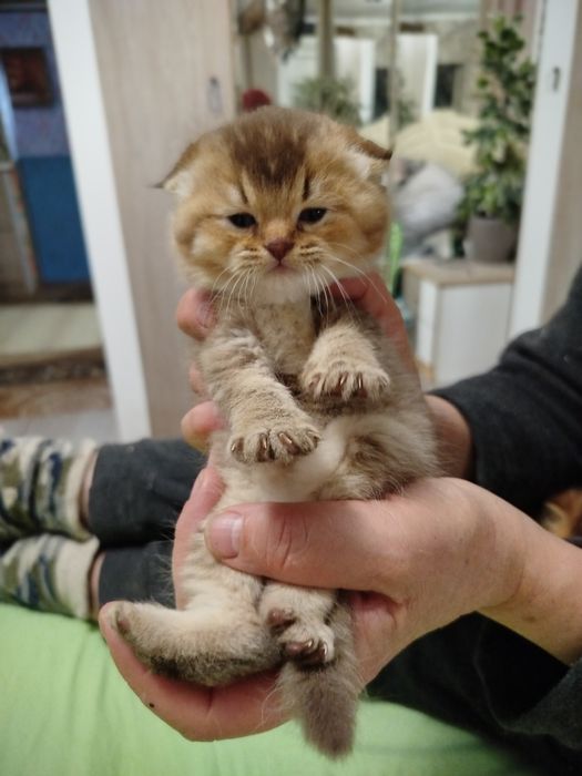 Очаровательнай вислоухий малыш золотая шиншилла