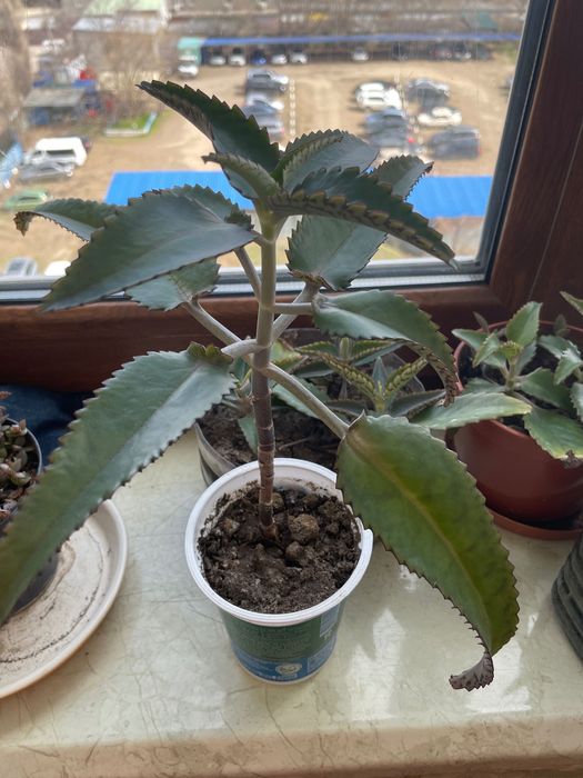 Каланхоэ Домашний доктор