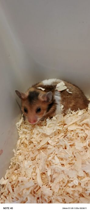 Chomik syryjski Sosnowiec