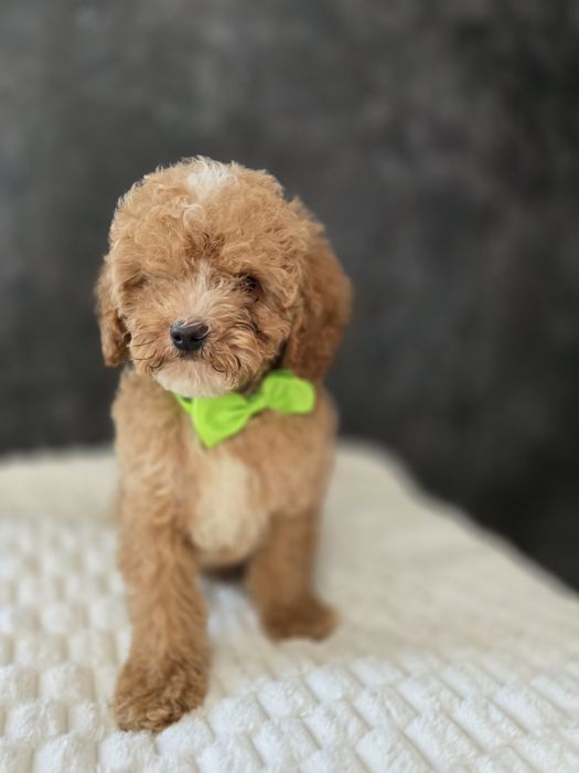 Maltipoo f1b piesek