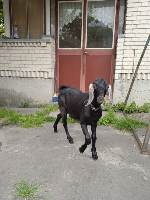 Козлик Англо-нубійської породи