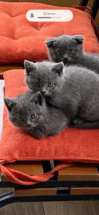 Шотландські короткошерсті, прямовухі кошенята