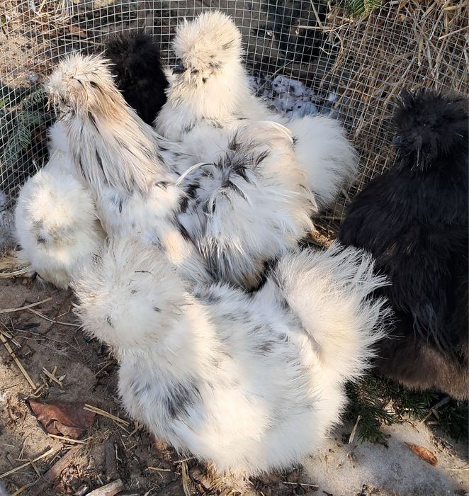 Jaja jajka silki USA