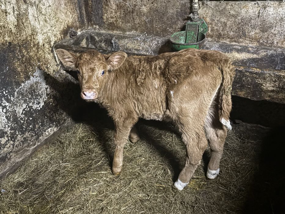 Cieliczka lm mieszanka